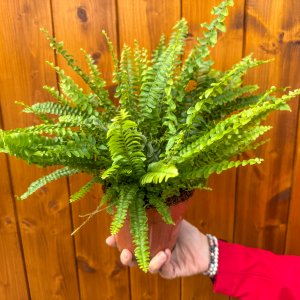 Ľadviník (Nephrolepis exaltata) ´GREEN LADY´ - výška 25-30 cm, kont. C2L